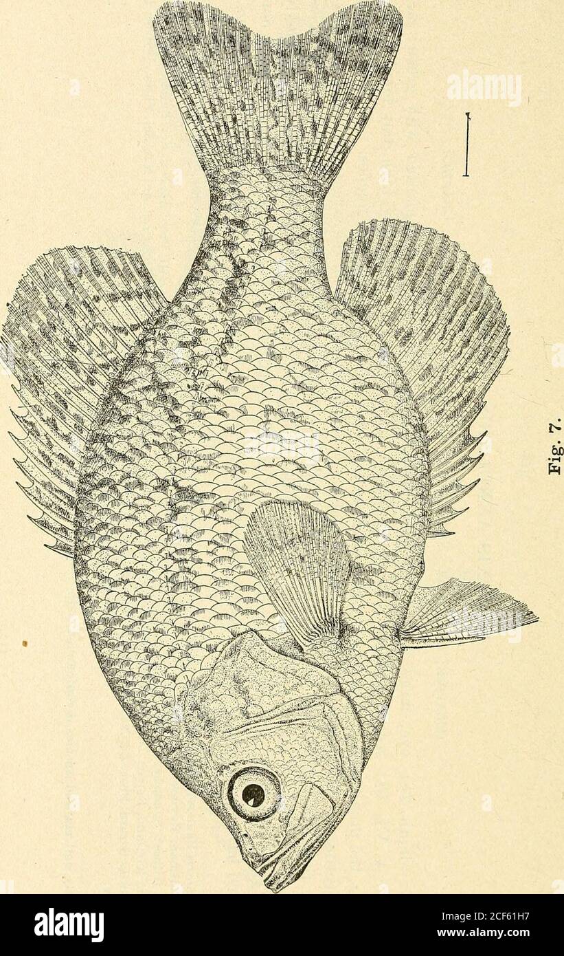 . Dokumentarzeitschrift von Indiana 1900. CO •IH 2) 3 A W. &lt; &lt;&lt;o Ya H U 5 J2; ?3 &lt; OQ ^ I – 1 M « o 1^ § w o Ph &lt;&lt; pq H IH ^ Ph &lt;1 « o CB -wo; ^ h =: *-? 53 ^ oa g 32 OJ *H P-  , A ^ aj c3 o a3 H o o 43 05 A ^ ^ t3 J cc i5 © o3a h o A^ in -^ - ^ s a fl o3 d OQ c3 T   S, rf -7- o ^ 5^ ^ ^ •:: o Cu § ^q § 5a ^ Rd 03 n 00 3 2 C3 Be A^ =2 ^ ^ 3Q – oder 1 +J C -u. P ^ CD O OQ^ ^ -S S 3 t&gt; ^ o&gt; &gt; A be t^ ?H CO &gt;-&gt; o 0) O 3^2 oi »H q3 A 03 O A; in OQ £. O ^ S - A OJ -TJ -51 CO 10 fl c 2 a•^ a ^. A CW1 S - BC w -a o ei 0 J2 0 t^ • – CS 0 H A bis •* CO Lo bis 00 •? r Stockfoto