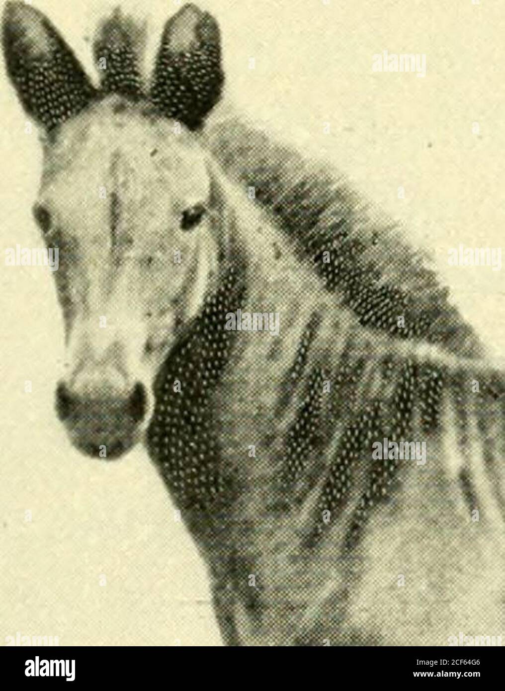 . Die Penycuik Experimente. Amilton Bezirk. Wie Biddy ist sheis eine Bucht mit schwarzen Punkten, aber im Gegensatz zur irischen Stute hat sheis eine große Flamme im Gesicht, eine schwere Mähne und Schwanz und eine großzügige Menge an Haaren an den Fesselgelenken. LadyDouglas ist fünfzehn Hände hoch, der Umfang am Knie ist dreizehn und eine halbe Zoll, und unter den knieenden Zoll. Das Gesicht ist länger als in Biddy um einen nahe Zoll, und die Ohren um drei Viertel Zoll. Ich erwartete Brenda (das erste Clydesdales Fohlen), Remus in Farbe und Zeichnung zu ähneln; aber in der Zucht. ZEBRA-PFERD-HYBRIDEN. 43 mehr vor allem in Stockfoto . Die Penycuik Experimente. Amilton Bezirk. Wie Biddy ist sheis eine Bucht mit schwarzen Punkten, aber im Gegensatz zur irischen Stute hat sheis eine große Flamme im Gesicht, eine schwere Mähne und Schwanz und eine großzügige Menge an Haaren an den Fesselgelenken. LadyDouglas ist fünfzehn Hände hoch, der Umfang am Knie ist dreizehn und eine halbe Zoll, und unter den knieenden Zoll. Das Gesicht ist länger als in Biddy um einen nahe Zoll, und die Ohren um drei Viertel Zoll. Ich erwartete Brenda (das erste Clydesdales Fohlen), Remus in Farbe und Zeichnung zu ähneln; aber in der Zucht. ZEBRA-PFERD-HYBRIDEN. 43 mehr vor allem in Stockfoto