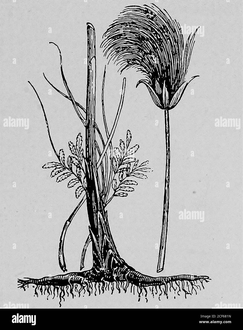 . Licht aus dem alten Osten; das Neue Testament illustriert durch kürzlich entdeckte Texte der griechisch-römischen Welt. ning amoist pith (woher der hebräische Name, von gama zu trinken, zu trinken, und der Satz bihula papyrusin Lucan IV- 136), und überwunden durch eine involucrewith Pinsel-wie Federn. Die Verwendung von Papyrus als Schreibmaterial geht zurück in die extreme Antike. Der älteste bekannte Schreibpapyrus ist, nach Kenyon,^ ein Kontoblatt, das zum Reigndes ägyptischen Königs Assa gehört, das mutmaßlichum 2600 v. Chr. datiert wird^ von diesen fernen Zeiten bis weit in den Moha Stockfoto