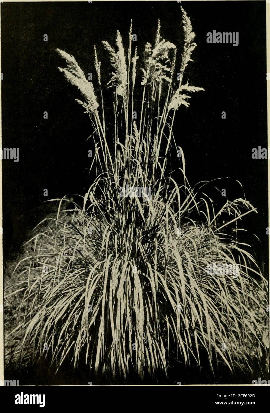 . Pflanzenkultur; ein Arbeitshandbuch der täglichen Praxis für alle, die blühende und Zierpflanzen im Garten und Gewächshaus anbauen. , sollte gegossen und angebaut werden. Junge Pflanzen wie diese können sehr leicht aufgeteilt werden. Die vielgestaltige Form propagiert sich nicht so leicht durch diese Methode; sie ist geneigt, grün zu werden. Division passt besser. DACTYLIS (buntes Orchideengras). D. glomerata var.variegata wächst an Abfallstellen in den östlichen Staaten. Die Grünblättrigen Pflanzen sind im Wachstum weedy, sehr blühend und arenever in Gärten gewachsen. Die bunte Form produziert selten viele Blumen, und diese, Stockfoto