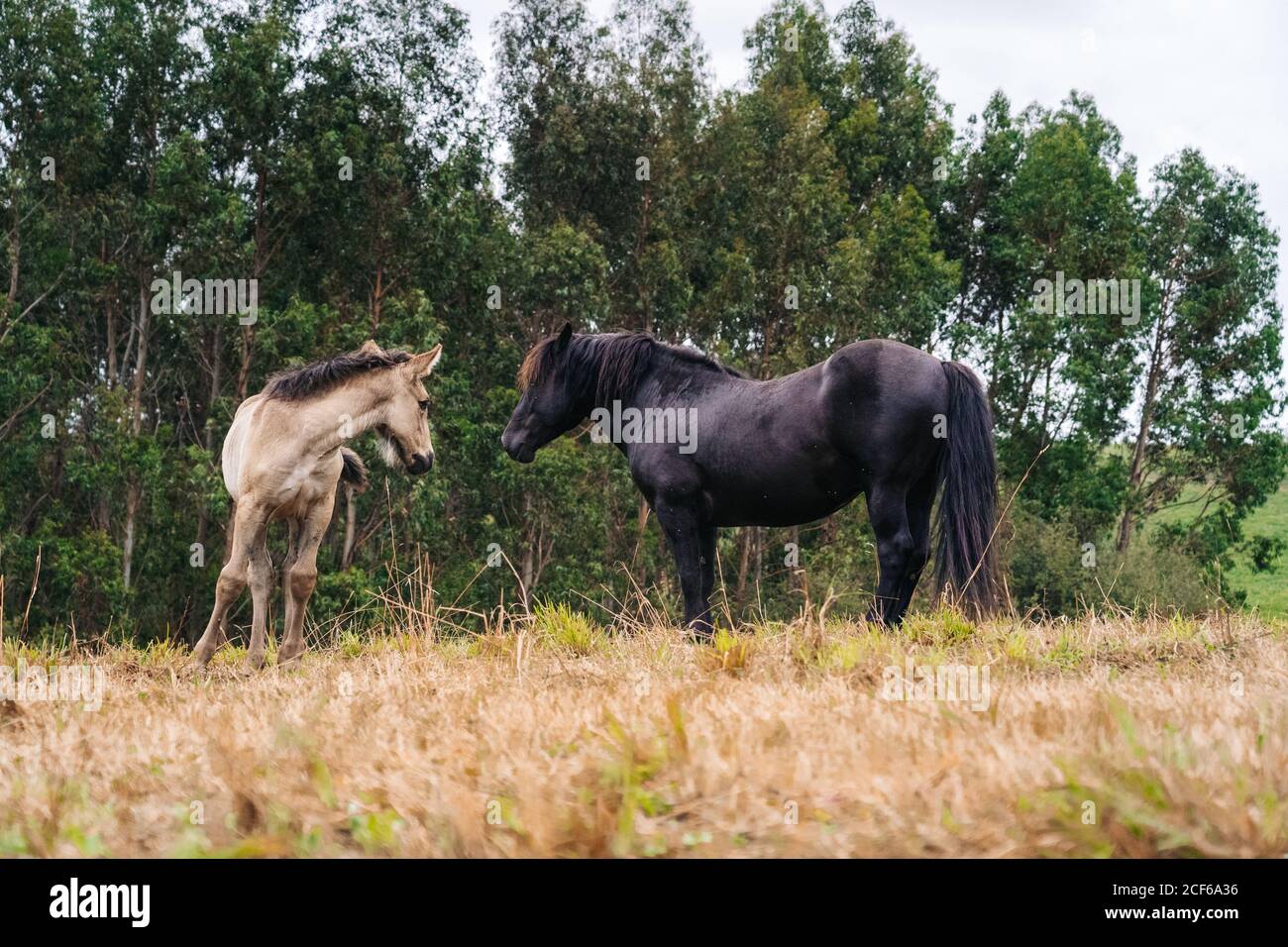 Schwarzes Pferd mit Fohlen grasen auf Rasen Stockfoto