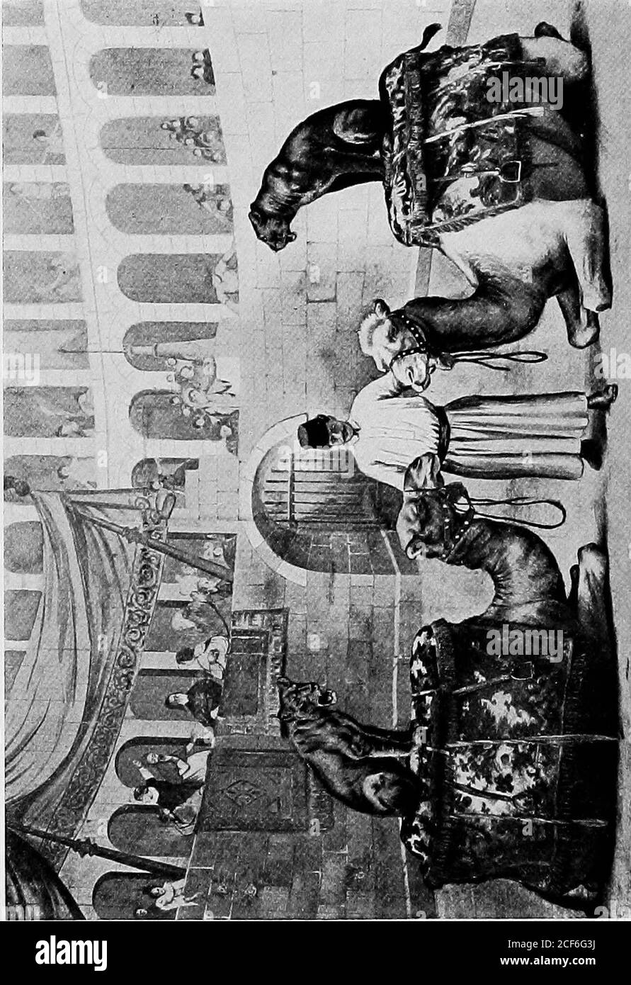 . Die Ausbildung der wilden Tiere. Rieb ihre riesigen Köpfe wieder her Gesicht. Aber zu dieser Zeit ließen sie sie nicht berühren. Jeder ließ sie wissen, dass sie ihre Distanz halten muss, oder es wäre ein ernsthafter Matter. Sie würden auch nicht mit den angepassten Kommandoworten arbeiten. Tatsächlich wuchs ihre Art so verbietend und gefährlich, dass sie sich endlich nicht einmal wagte, ihnen nahe zu gehen. In derselben Nacht, Mme. Pianka wurde von dem Wächter erwacht, der rief, um zu sagen, dass die Löwen große Löcher in den Boden gruben, und dass er dachte, in dem Tempo, in dem sie arbeiteten, würden sie sich sehr bald ausgraben Stockfoto