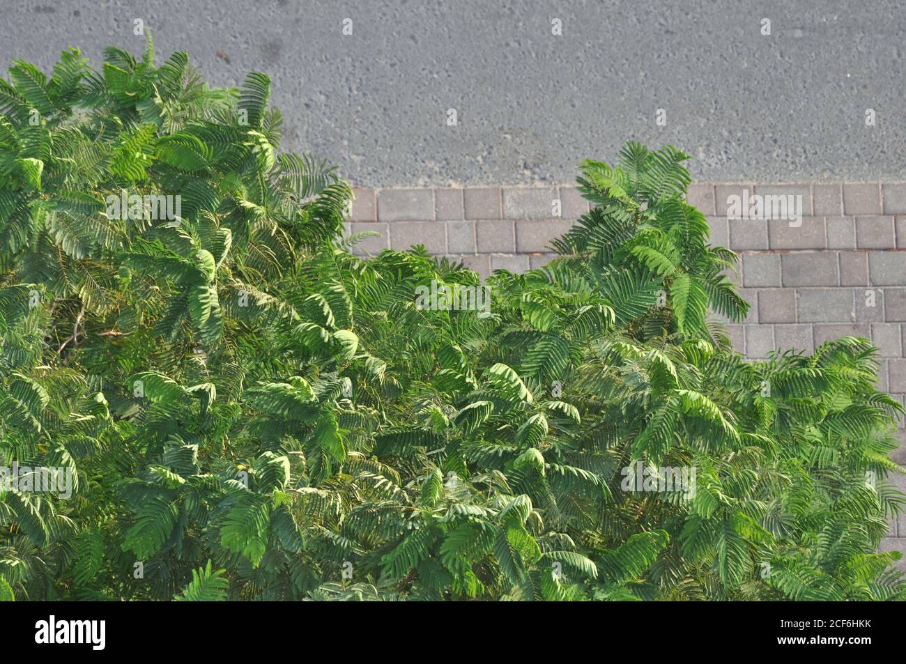 Urban Dschungel Baum vor Beton Hintergrund. Windige, grüne, smaragdgrüne und olivgrüne Baumfarben. Natur vs von Menschen gemacht Designs. Stockfoto