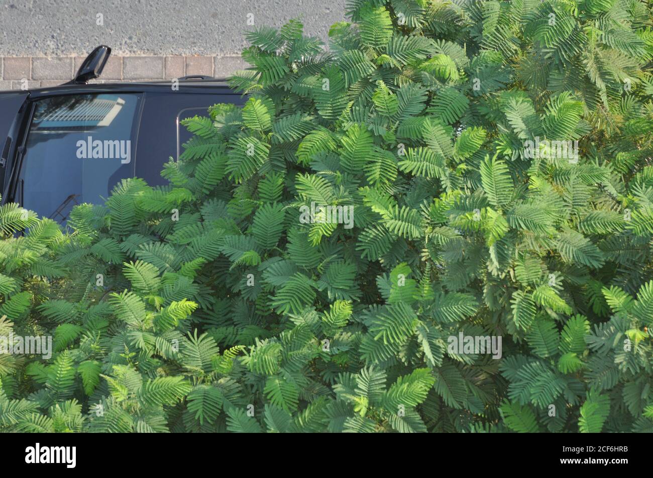 Städtischer Beton Dschungelbaum. Auto geparkt unter Smaragd und olivgrünen Baum, zeigt Spiegelung des Gebäudes im Fenster. Stockfoto