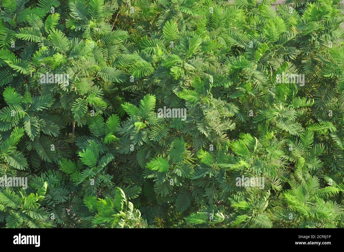 Nahaufnahme eines Baumes mit Blättern, Sonnenlicht und Laub. Vollformat grün Baum Tapete. Stockfoto