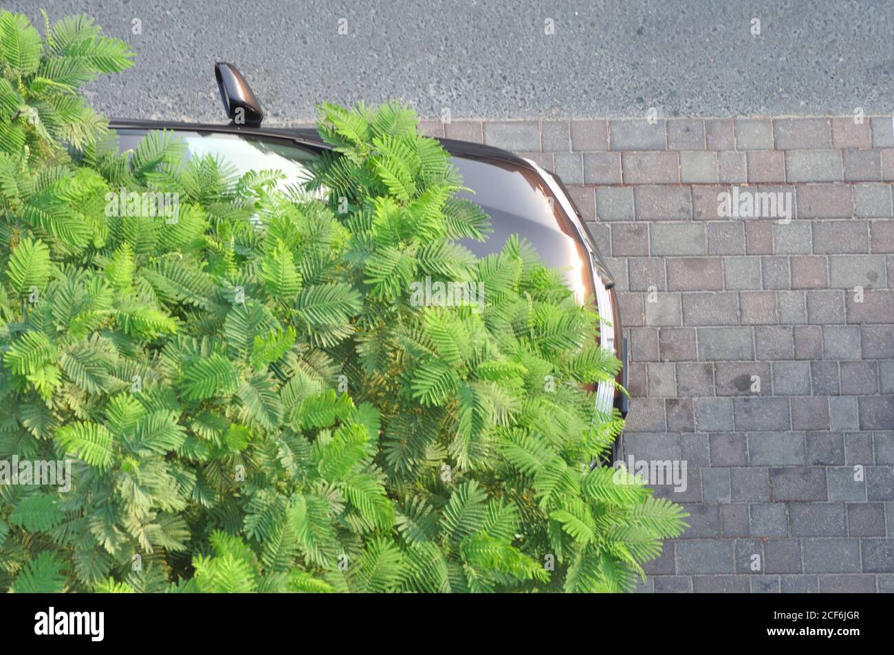 Städtischer Beton Dschungelbaum. Auto unter Smaragd und olivgrünen Baum geparkt. Natur vs von Menschen gemacht Designs. Stockfoto