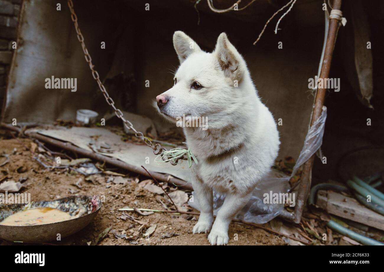 White Guard Welpen durch Eisenkette im Freien gebunden Stockfoto