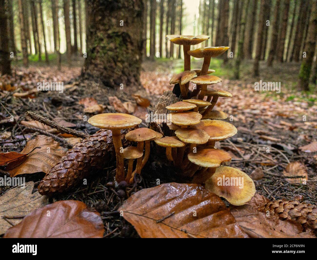 Nahaufnahme von mehreren Pilzen in einer wunderschönen Herbstwaldlandschaft. Stockfoto