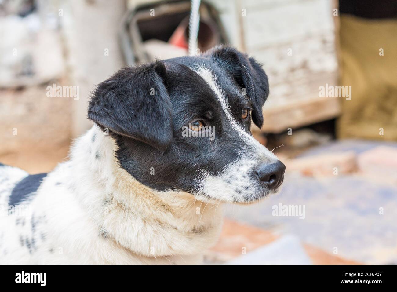 Schwarz-weiß chinesischer Gartenhund, Zwinger Stockfoto