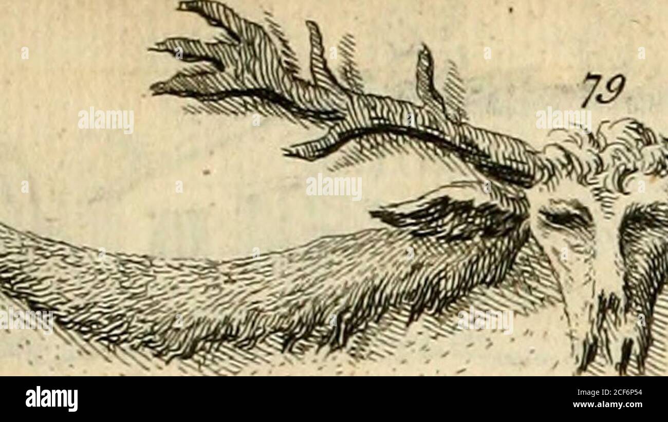 . Amaryllis : bestehend aus solchen Liedern, wie am meisten geschätzt für Komposition und Delikatesse, und gesungen in den öffentlichen Theatern oder Gärten. Ein JBTtamrnva Sox& h/ C.Z.Ejqr der Muju ly ein Gentleman von TVIGAH Gebm. Flöte ^4 2- ^ m4 j- * j&gt; f £ d±* V £ s 4 die, 7/Lrrnzruj U&gt; c/uzrmin#,ALC ??jZtut jftu/,(Zn/-cuf my l/ntt/t^ ac Uf/ ^ #- fpy- € t=t 7=± AW, UNF-au ^ Zl ^^ J^^tt ^ /&?^ & ipmrJTor&M,dn^U/ :für tfu Prime von oiir-TLedJare und aus&lt;ytwe tn&JZai^, We. ^^m 3s&lt;t £ P=+ I^F F=*q* /- T7 6 # t C/urruo K m t *^4 £==£ V=V TL te- xt hm^rurtoo muoA,A*T a A £ £ V /r r c Stockfoto