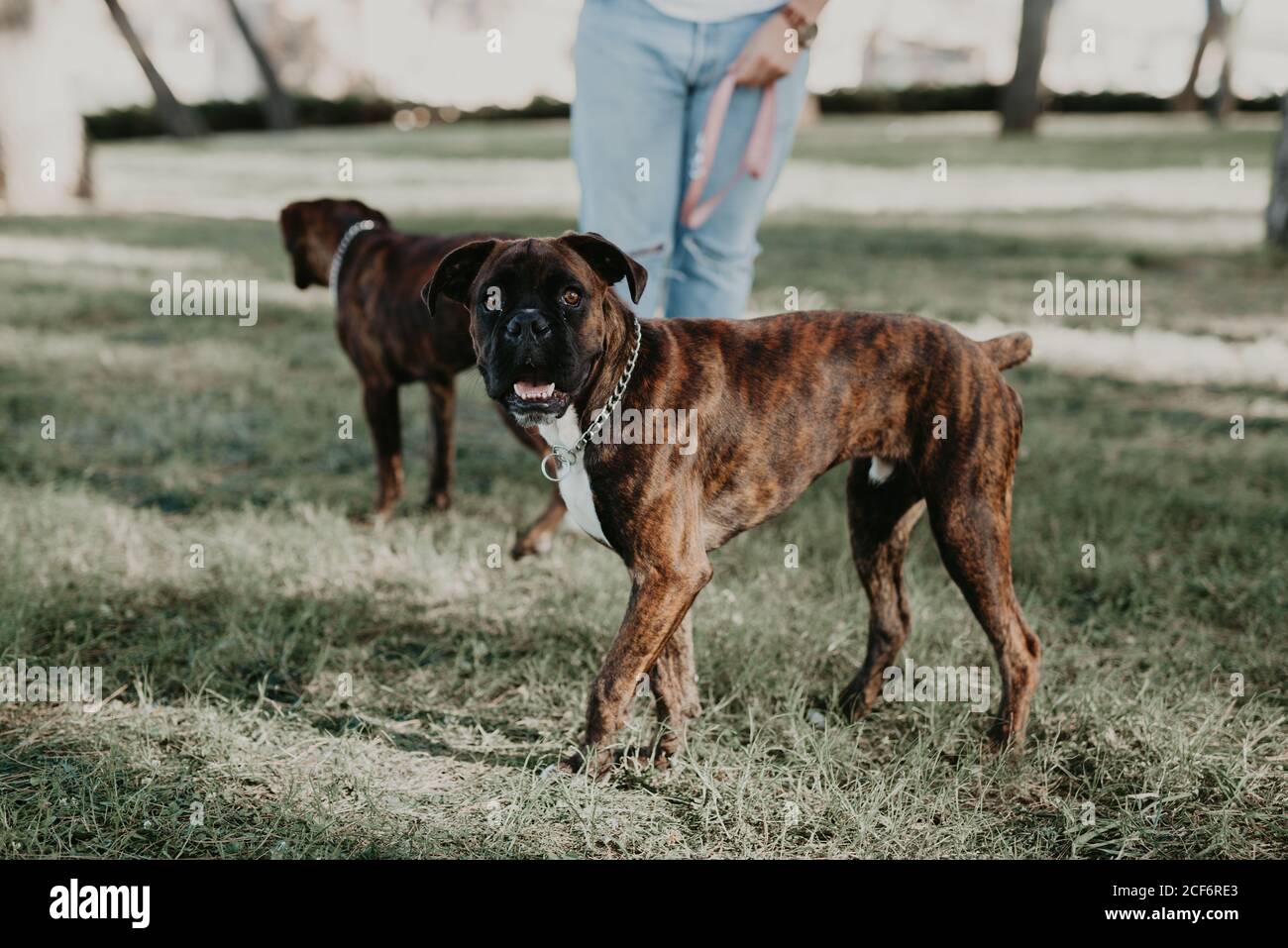 Liebenswert stark braun Boxer Hund zu Fuß und spielen auf Rasen An einem hellen Tag Stockfoto