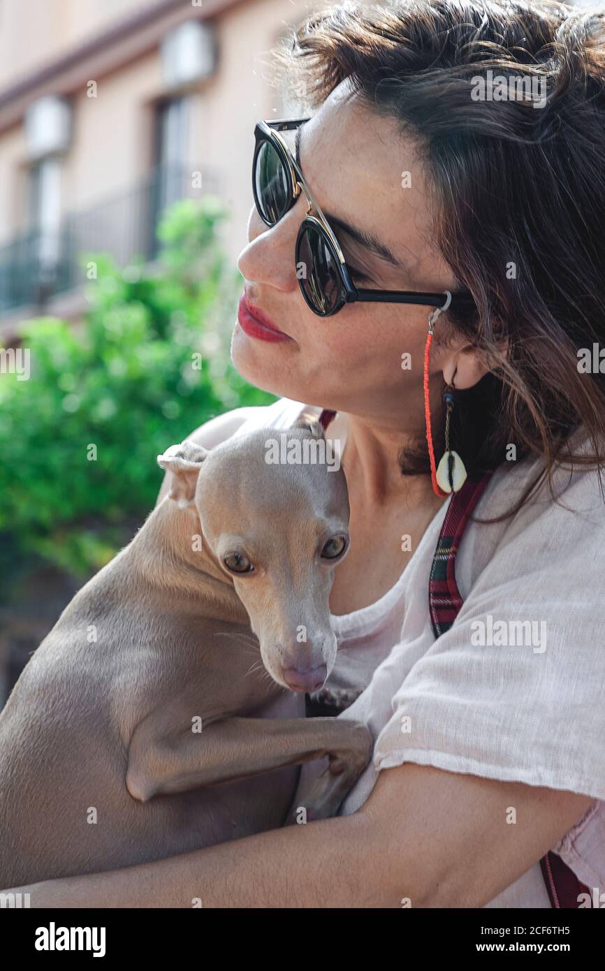 Female Dog Puppy Whippet Stockfotos Und Bilder Kaufen Alamy