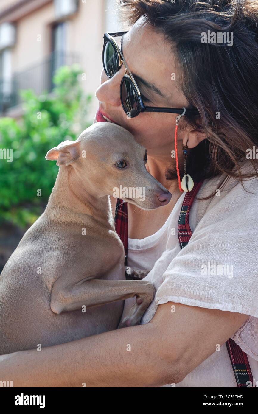 Female Dog Puppy Whippet Stockfotos Und Bilder Kaufen Alamy