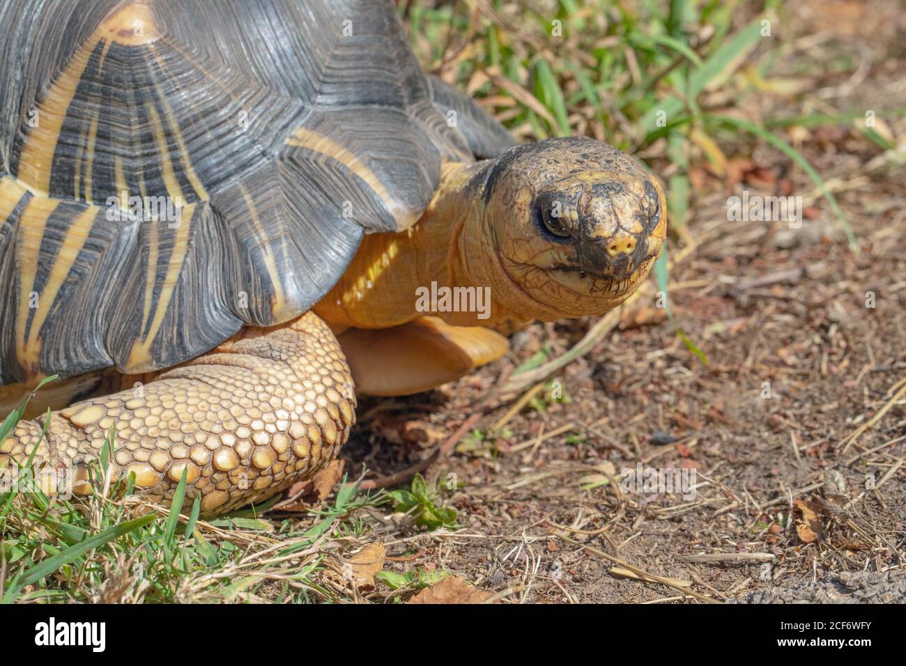Radiated Tortoise (Astrochelys radiata). Kopf in Nahaufnahme, nach vorne gerichtet. Gesichts- und Gesichtszüge, Augenkontakt. Elephantine Vorderfuß. Karapace, scut Stockfoto