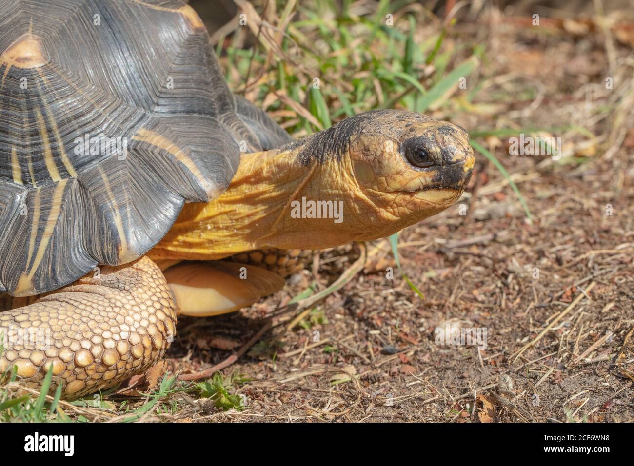 Radiated Tortoise (Astrochelys radiata). Kopfprofil in Nahaufnahme. Gesichts- und Gesichtszüge, Augenkontakt. Kopf und Hals vollständig von der Schale verlängert. Stockfoto