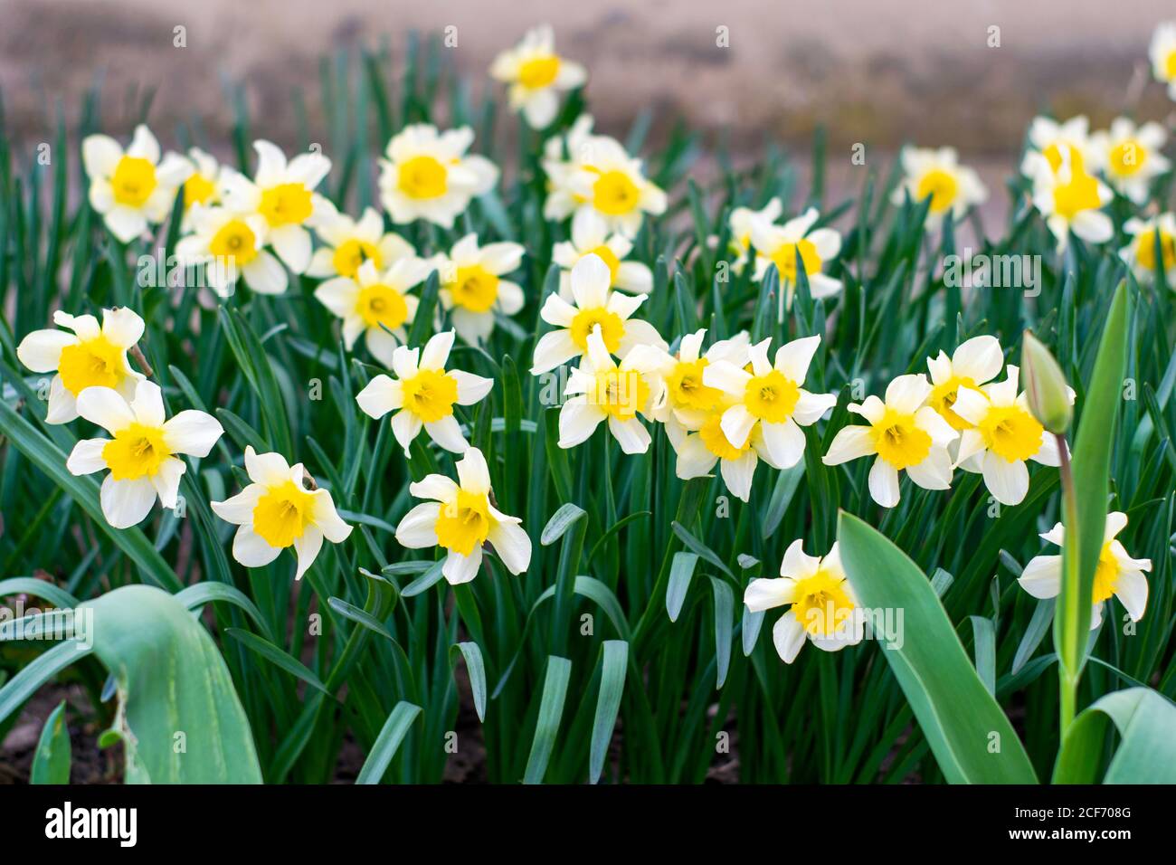 Blühende gelbe Gladiolen mit grünen Blättern als Hintergrund Stockfoto