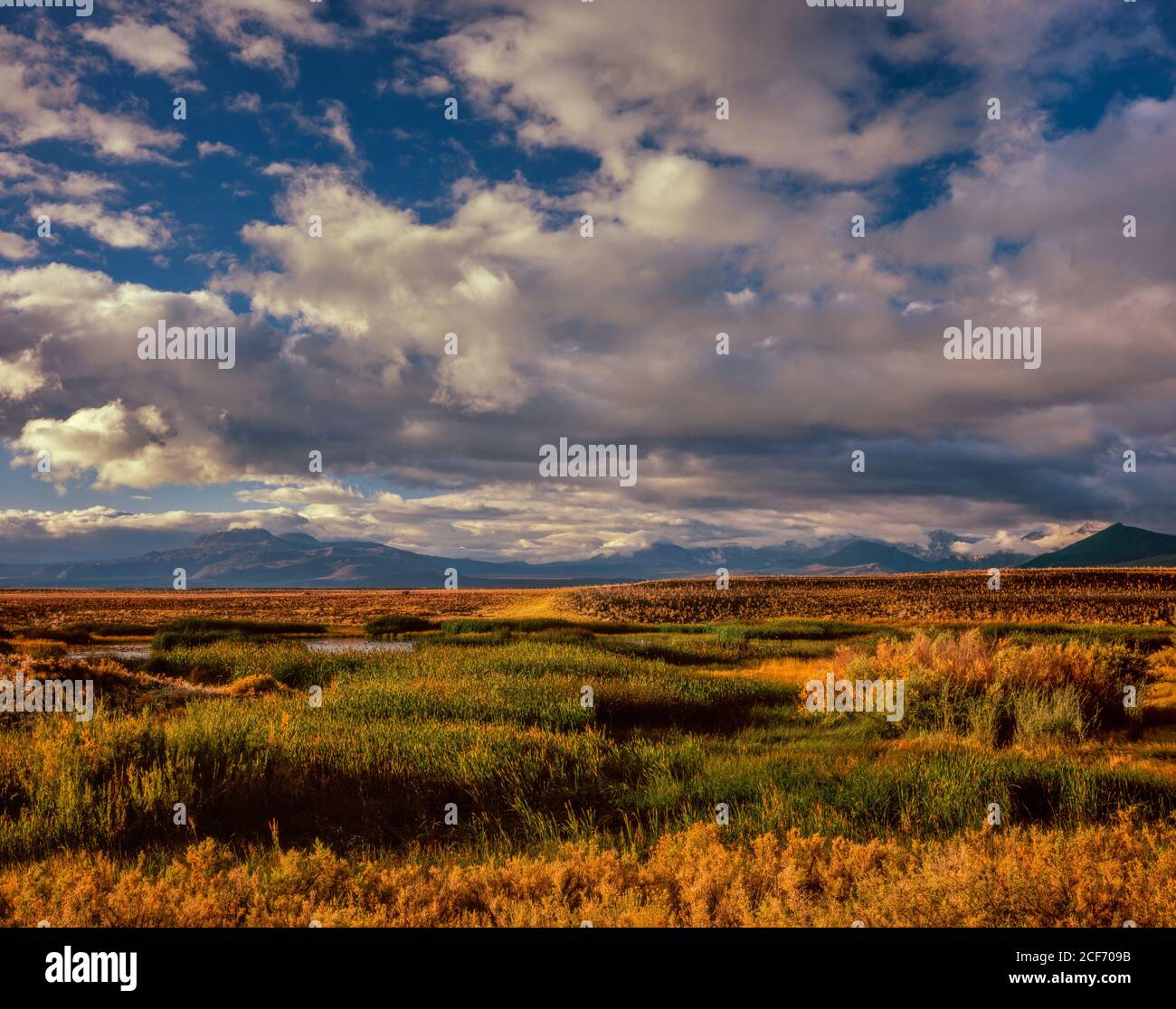 Feuchtgebiete, Mono Basin National Forest Scenic Area, Inyo National Forest, Eastern Sierra, Kalifornien Stockfoto