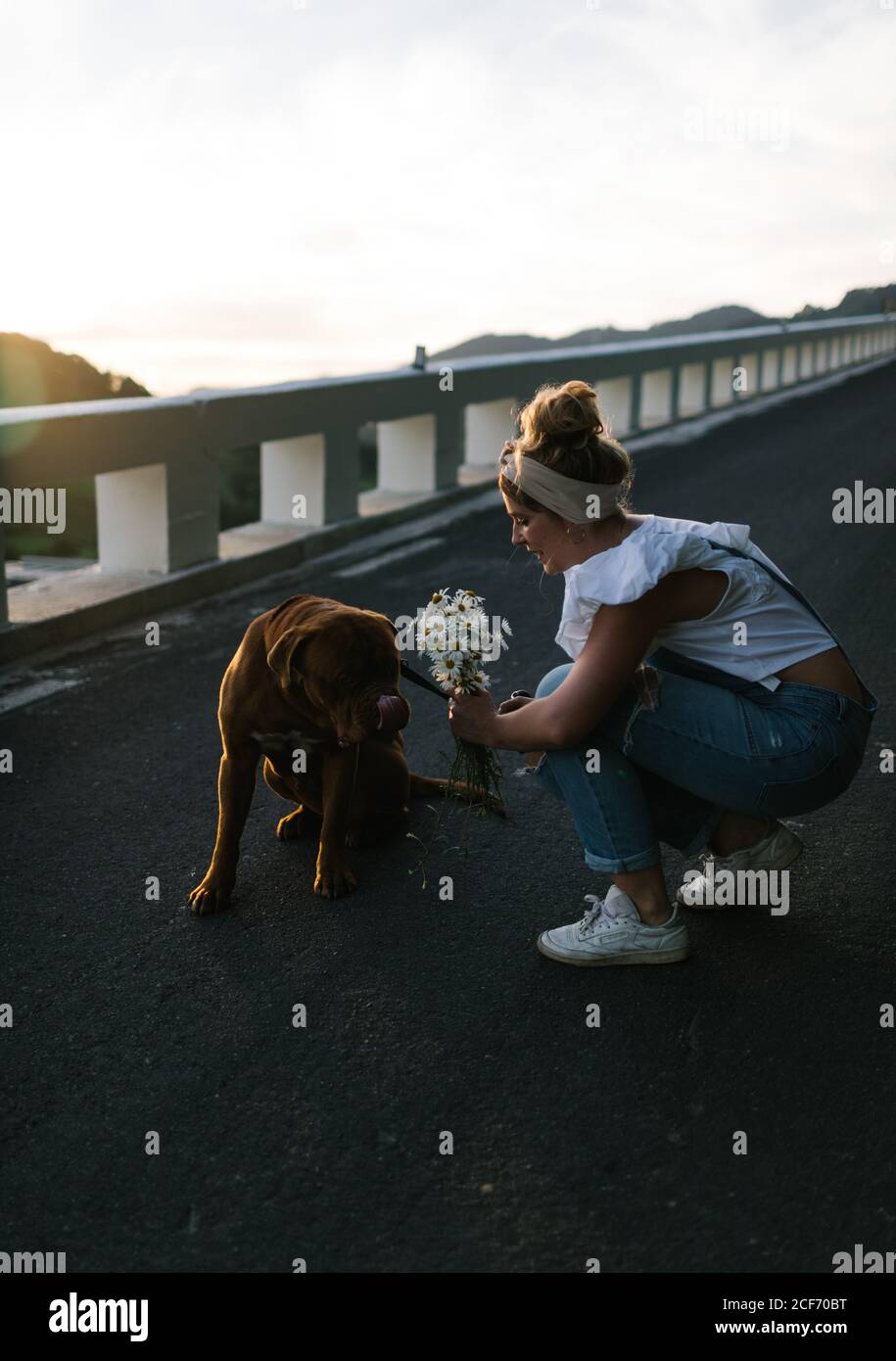 Positive junge Dame in lässiger Kleidung und weißen Turnschuhen halten Bouquet von frischen Kamillen in den Händen, während Sie Zeit mit verbringen Hund auf sonniger Straße Stockfoto