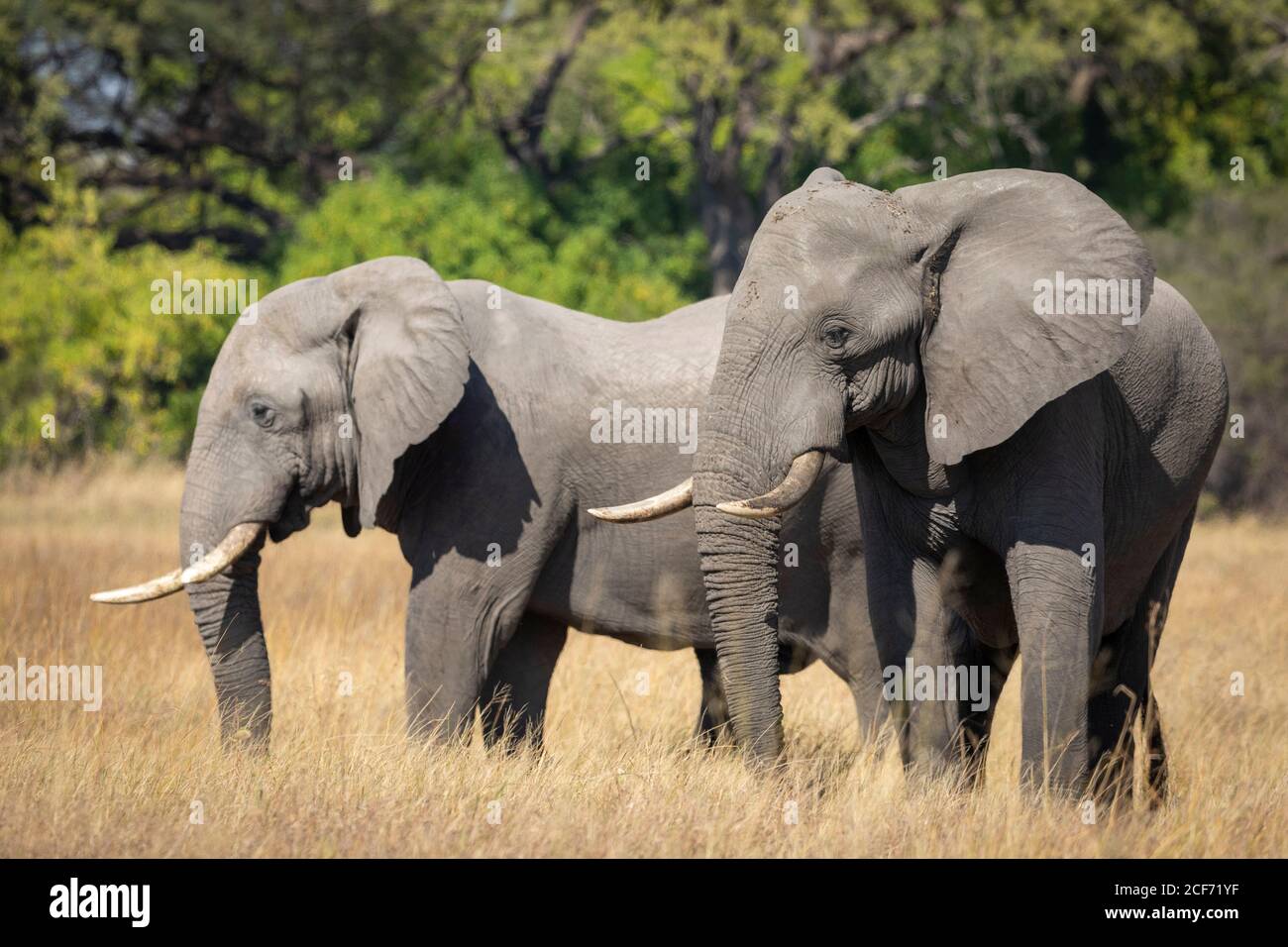 Zwei Elefanten stehen zusammen im trockenen Gras mit grünen Bäumen Im Hintergrund in Khwai River in Botswana Stockfoto