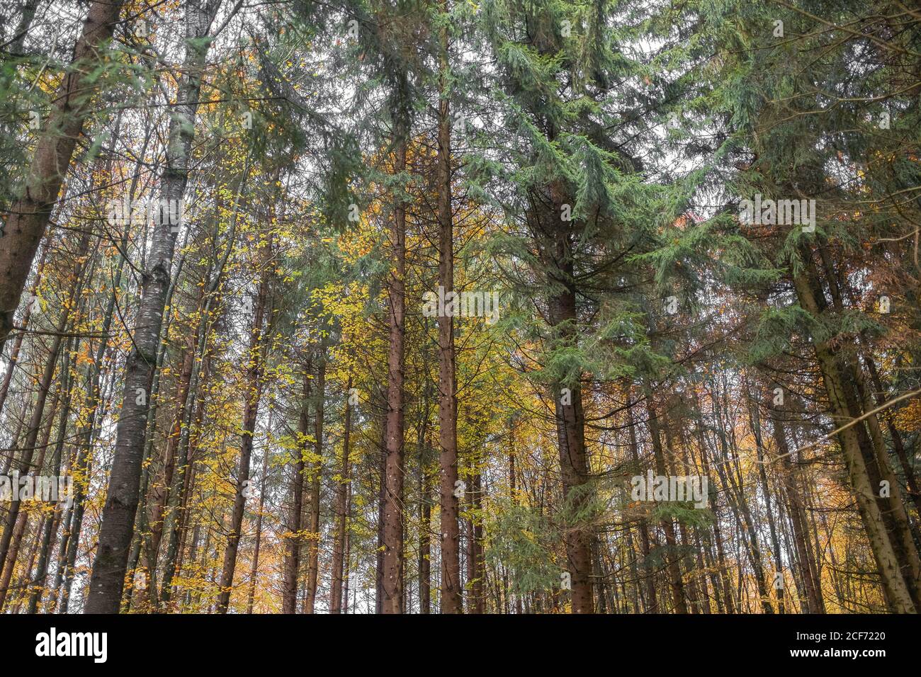 Charmanter Herbstwald mit dünnen hohen Bäumen und Schuppen golden Blätter Stockfoto