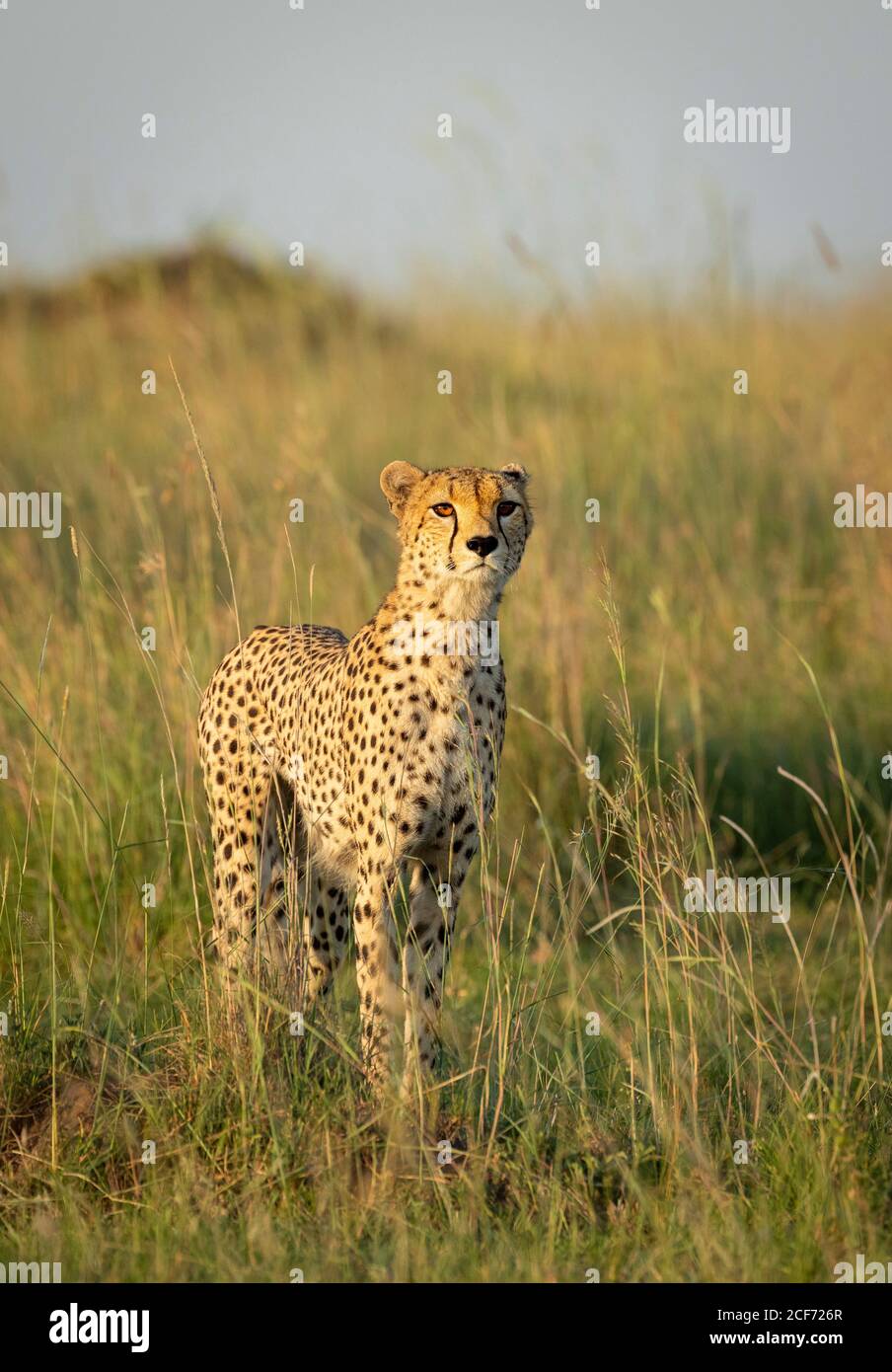 Schöner Gepard mit bernsteinfarbenen Augen, die wach in Masai Mara stehen In Kenia Stockfoto