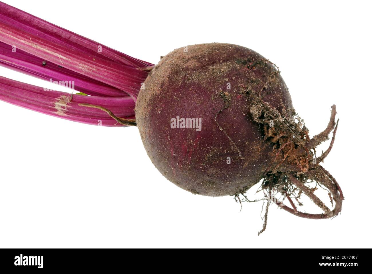 Kleines frisches Rote Bete Gemüse mit schmutzigen Wurzeln isoliert Makro Stockfoto