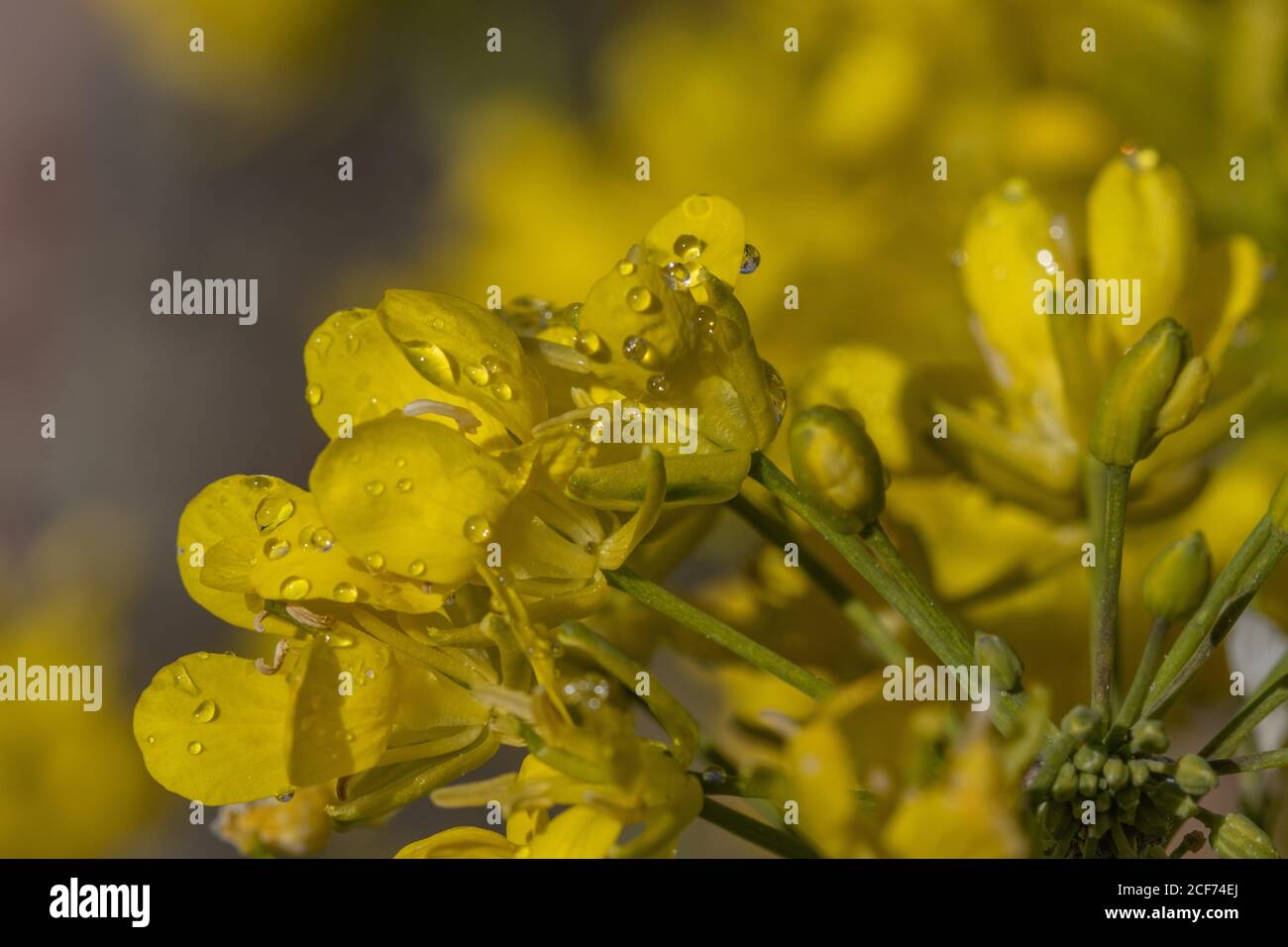 Mizuna Blumen im Makro Stockfoto