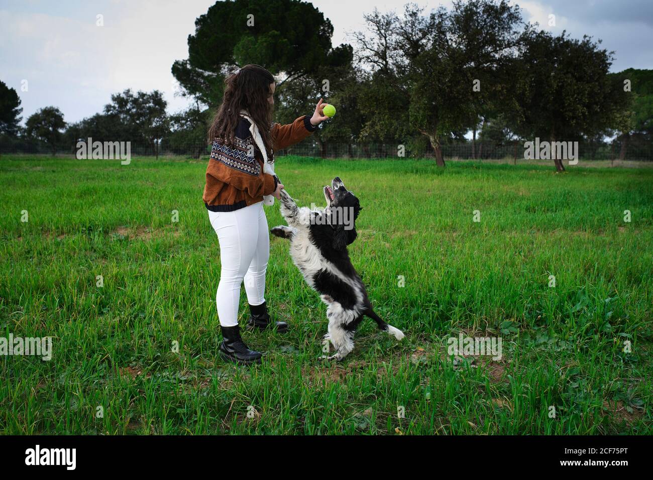 Junge Dame im lässigen Outfit stehen auf grünem Gras und Im Sommer wird der Ball zu schwarz-weiß gehorchenden Spaniel gezerbt parken Stockfoto