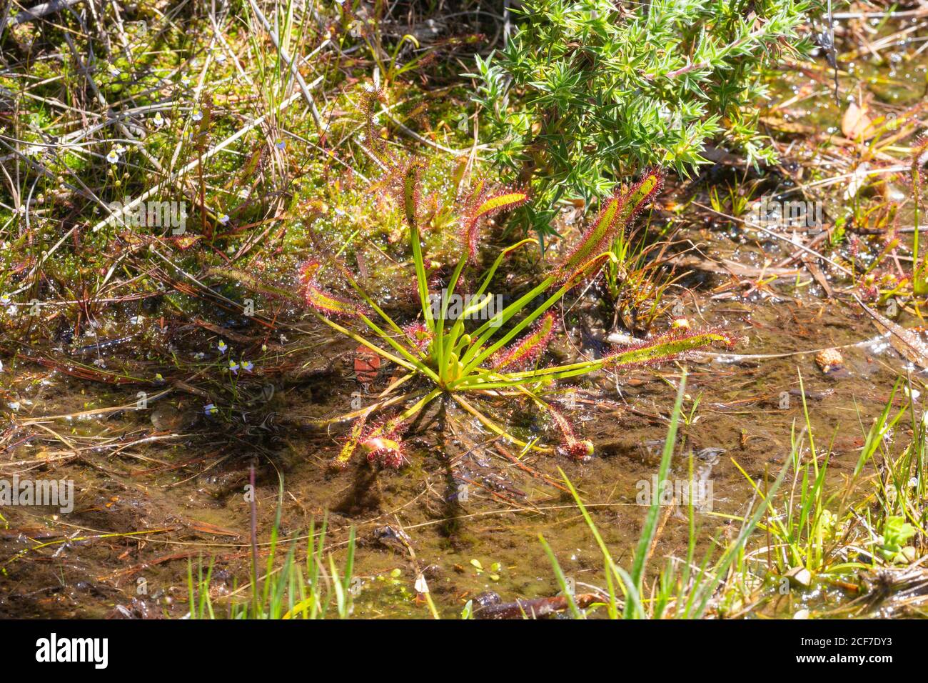 Drosera capensis am Bain's Kloof Pass, Western Cape, South Frica Stockfoto