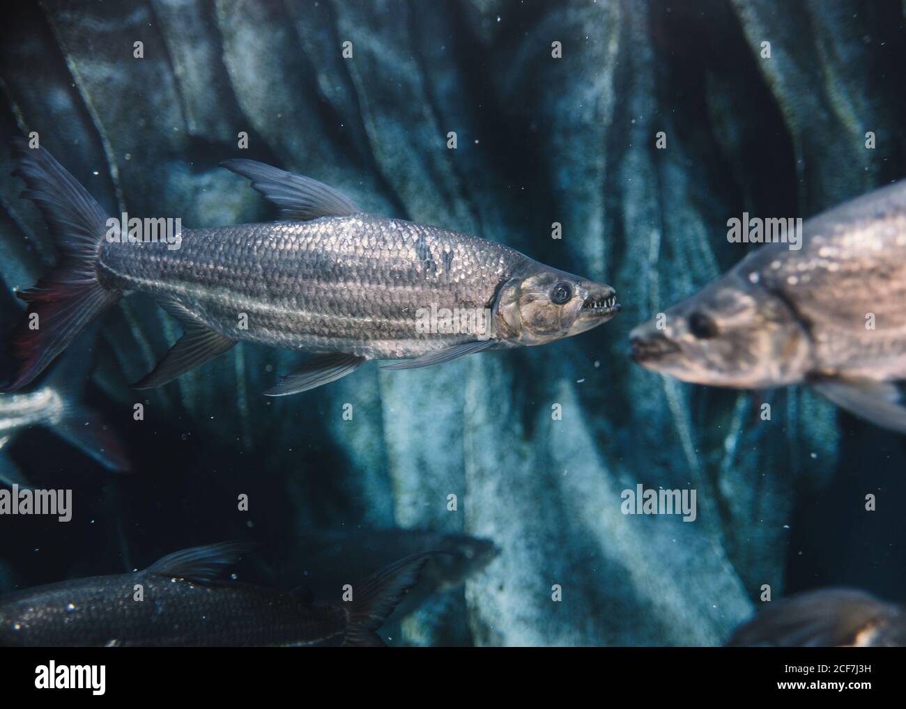 Große Fische mit grauer Skala unter Meerwasser auf blau Verschwommener Hintergrund im Ozeanarium Stockfoto