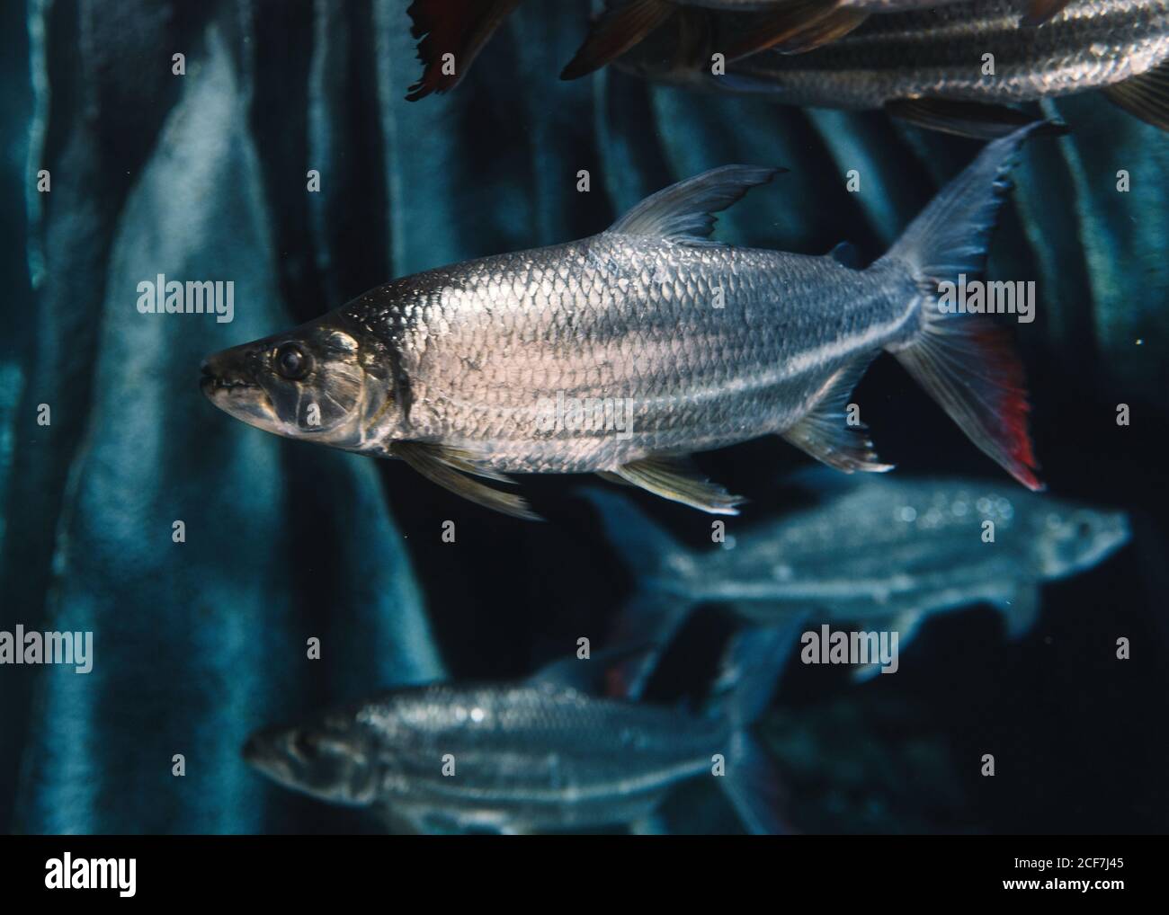 Große Fische mit grauer Skala unter Meerwasser auf blau Verschwommener Hintergrund im Ozeanarium Stockfoto