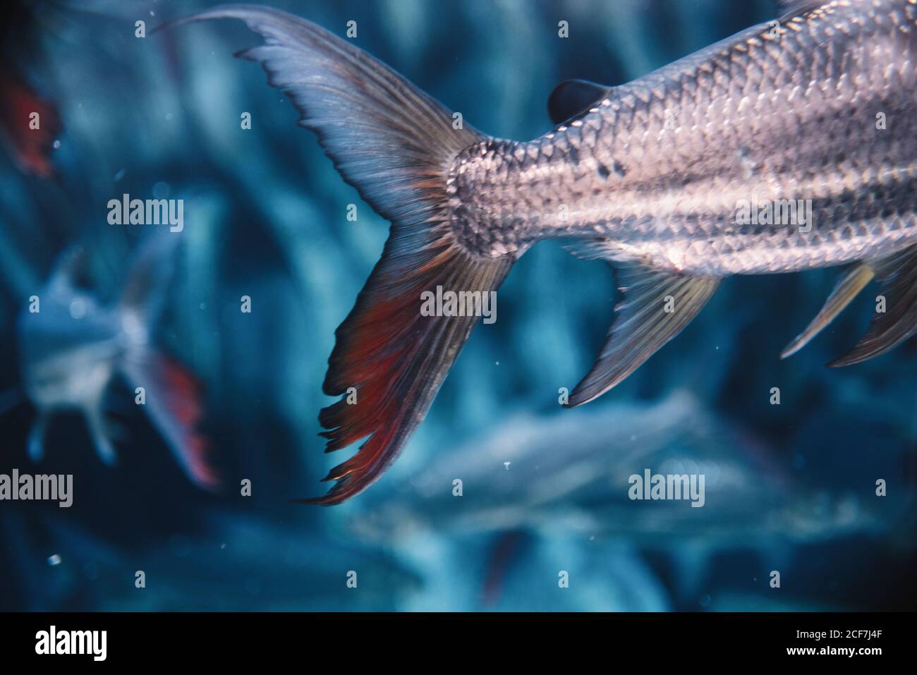 Großer Fischschwanz mit heller Silberskala in Blau Wasser des Aquariums auf verschwommenem Hintergrund Stockfoto