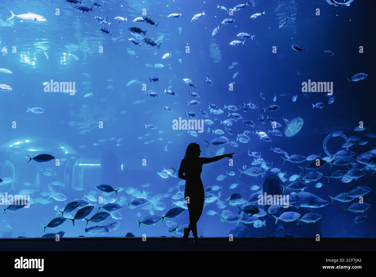 Rückansicht der weiblichen Silhouette zeigt mit Finger auf groß Exotische Fische durch Glas im modernen Ozeanarium Stockfoto