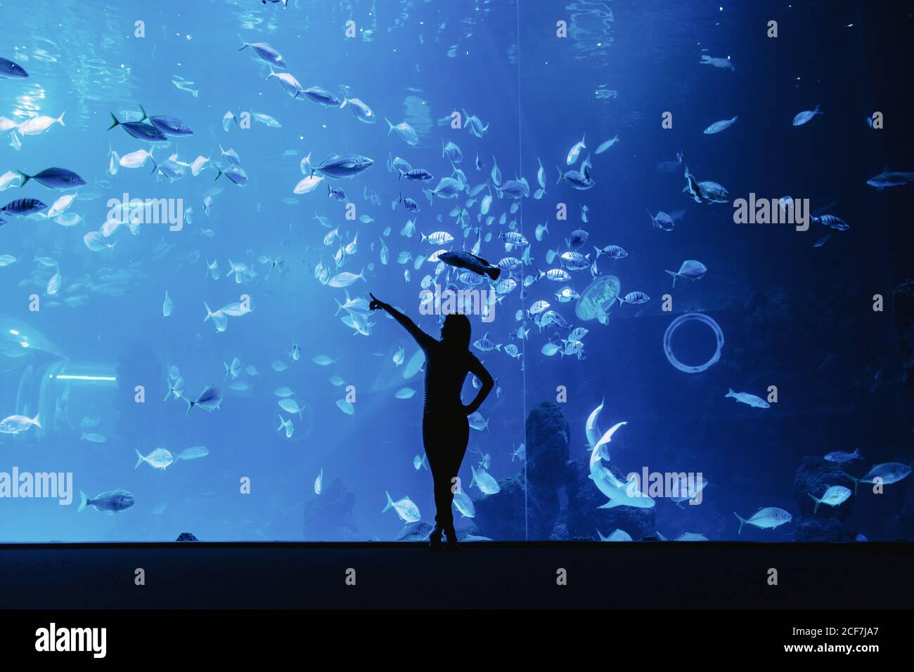 Rückansicht der weiblichen Silhouette zeigt mit Finger auf groß Exotische Fische durch Glas im modernen Ozeanarium Stockfoto