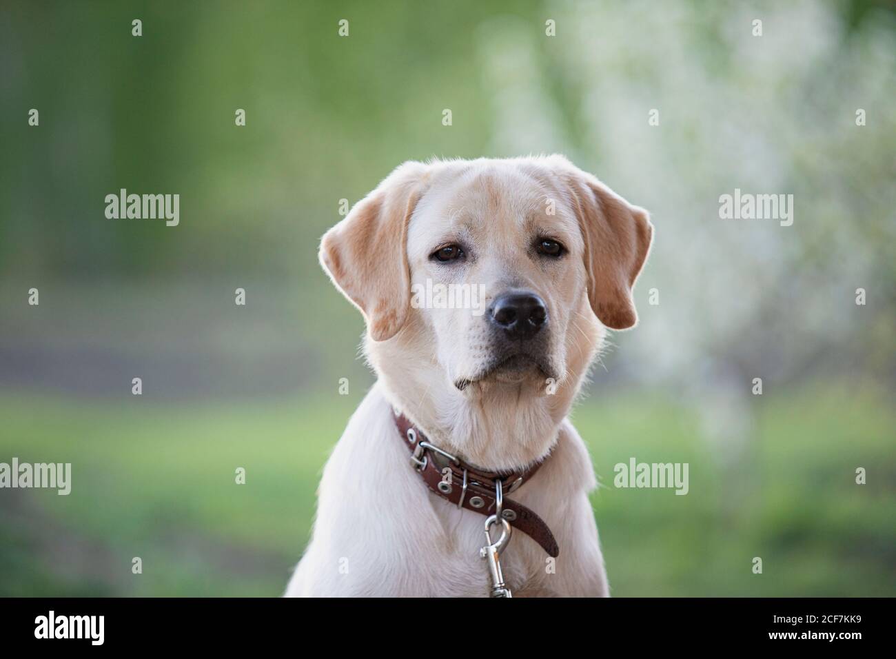 Portrait von gelben labrador Retriever Hund auf grünen Sommer Hintergrund. Stockfoto