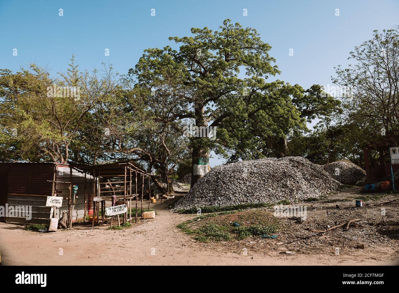 Gambia - 6. August 2019: Weitläufiger Baum mit flauschiger Krone in der Mitte des Hofes mit einem Gebäude und einem Damm Stockfoto