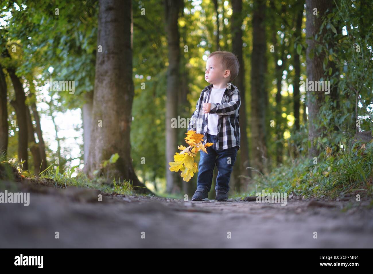 Kleiner Junge im karierten Hemd im Herbstpark Stockfoto