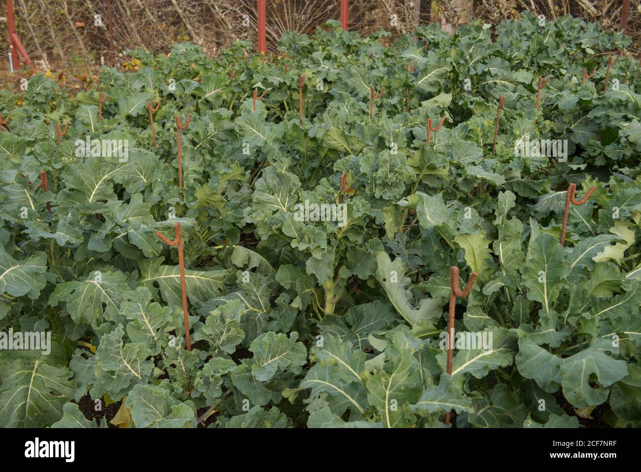 Herbstpflanzen von selbst angebauten Bio-Broccoli-Pflanzen (Brassica oleacea 'Romanesco'), die auf einer Zuteilung in einem Gemüsegarten in Rural Devon, England wachsen Stockfoto