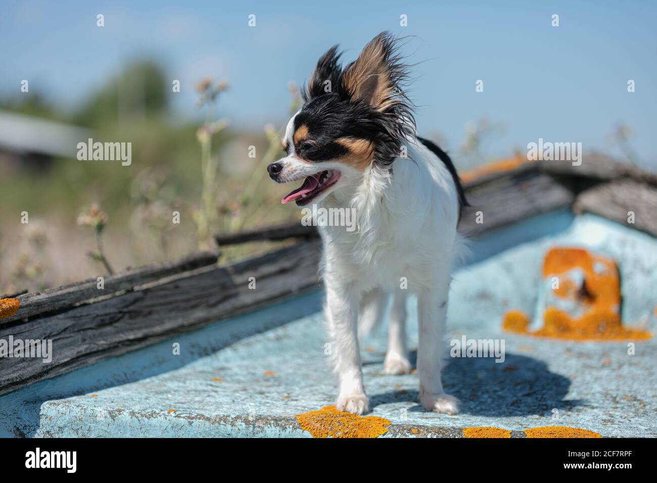 chihuahua auf einem alten blauen Fischerboot in der Wildnis Stockfoto