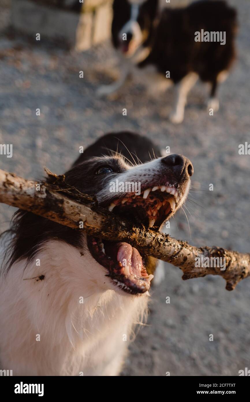 Von oben Ernte alten schwarz-weißen Rand Collie Hund Wegschauen und versuchen, Stick von Personen Hand zu bekommen Während des Spielens auf grauer Straße auf unscharfem Hintergrund Stockfoto