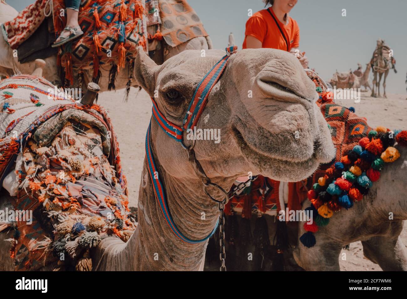 Zwei Kamele mit Ziersättel stehen in der Nähe der Kamera während der Reise mit Wohnwagen in der Wüste in der Nähe von Kairo, Ägypten Stockfoto