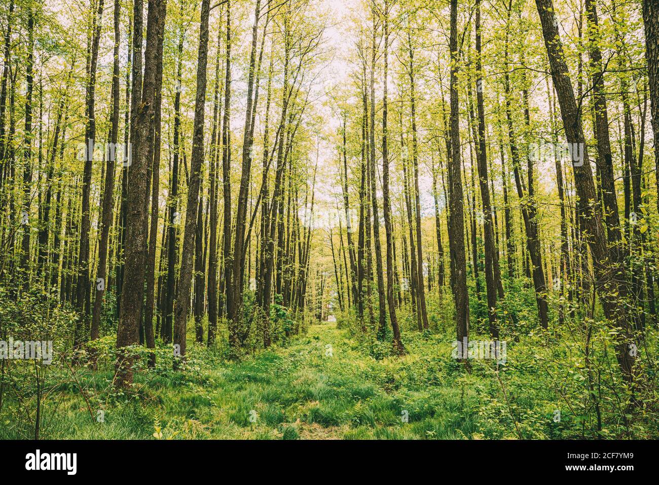 Frischer Frühling Grün Blätter Üppig Im Laubwald. Europäische Natur Stockfoto