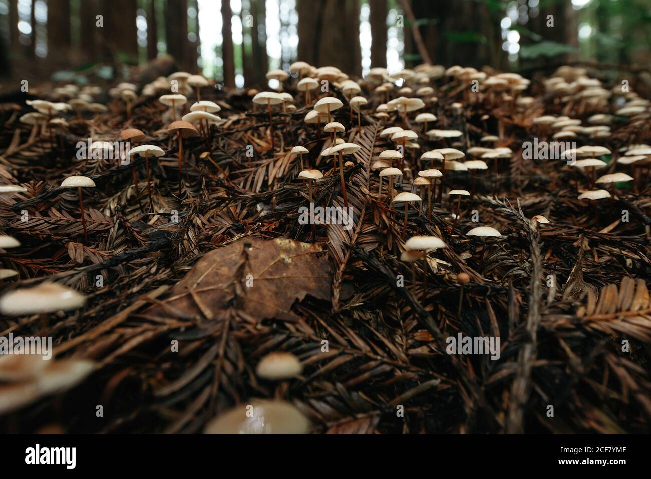 Bodenansicht von kleinen Pilzen, die auf dunkelbraun wachsen Schmutzgras Stockfoto