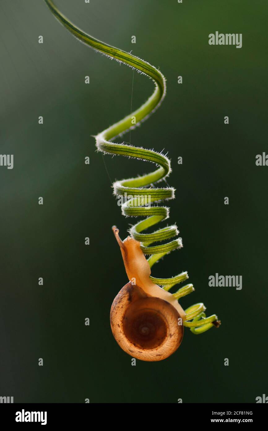 Schnecke kriecht auf einem Spiralstem mit Bokeh Hintergrund Stockfoto