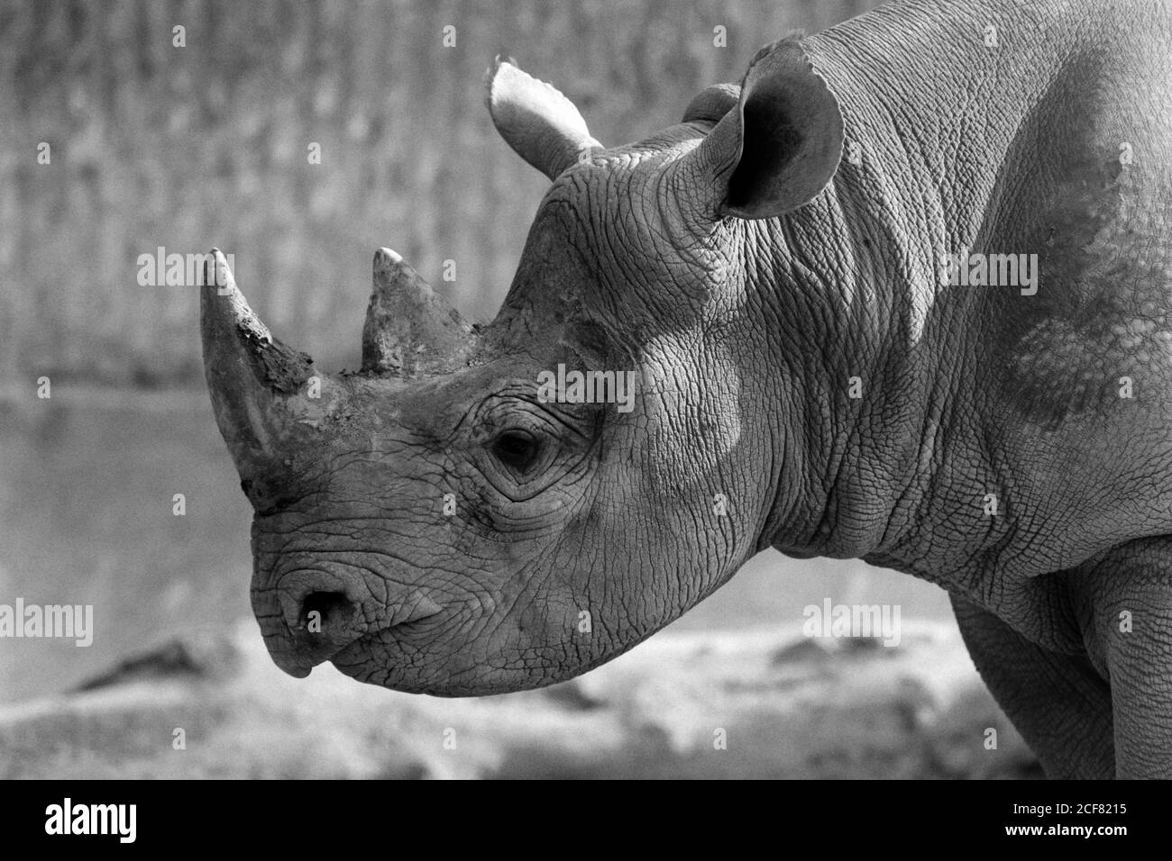 London Zoo und die Zoological Society of London sind eine komplexe Mischung aus Bildung, wissenschaftlicher Forschung, Naturschutz und Touristenattraktion. 16. September 1992. Foto: Neil Turner Stockfoto