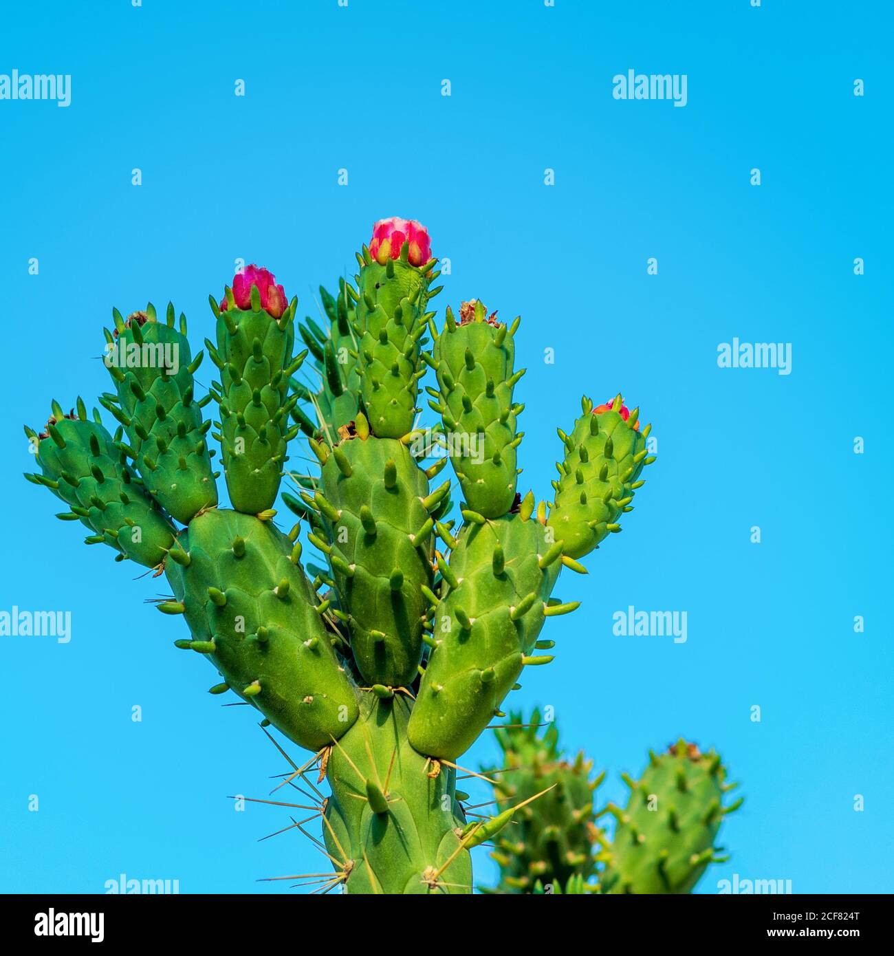 Schne blhende wilde Wstenkaktusblte. Blten, Stngel und Dornen des  Kaktus Austrocylindropuntia subulata oder Opuntia subulata oder  Cylindropuntia Stockfotografie - Alamy