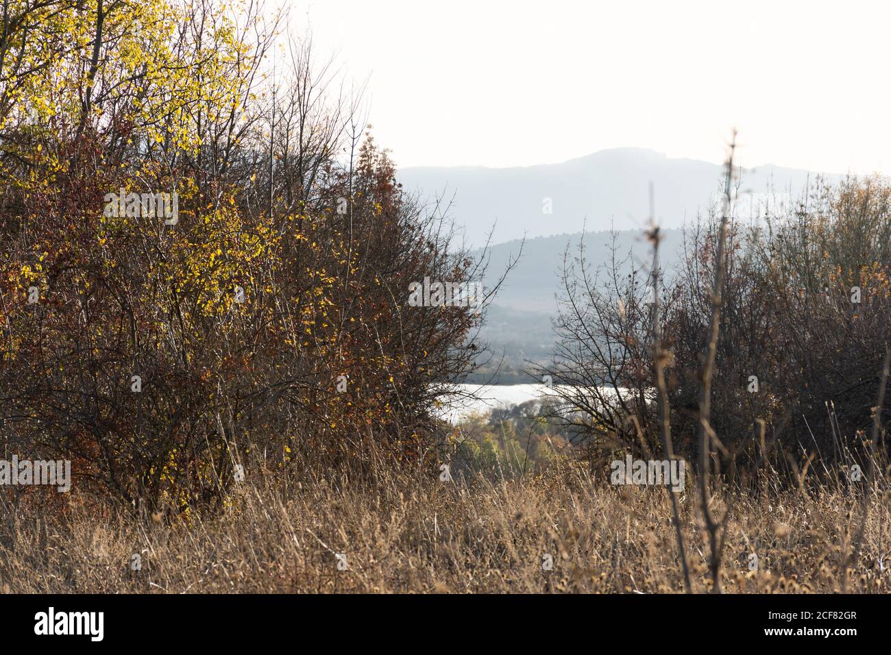 Herbstlandschaft mit Hagebuttenbüschen und einem blauen See. Herbstliche Bäume. Wunderschöne Landschaft am Morgen. Sonniger Tag im Oktober. Stockfoto