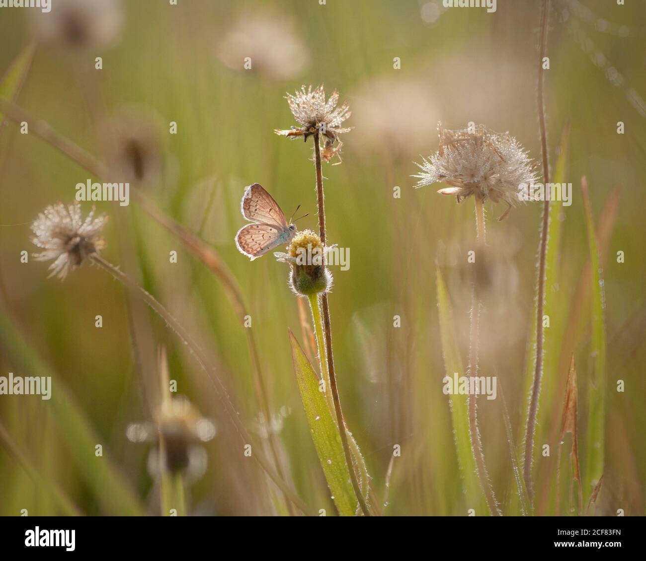 Schmetterling sitzt auf einer Blume. Makro-Fotoaufnahme Stockfoto