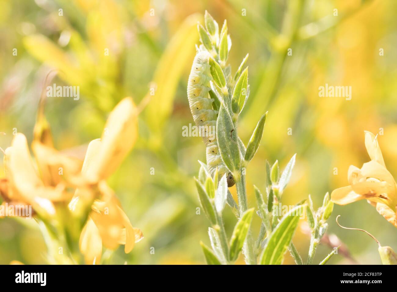 Fliege Larve auf Färsen Grünkraut (Genista tinctoria). Sussex, Großbritannien. Stockfoto