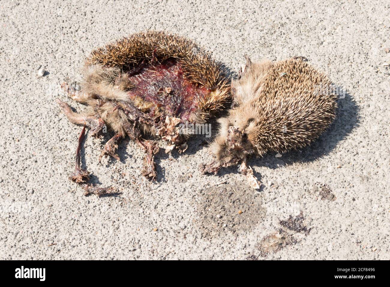 Zwei tote Igel (Erinaceus europaeus) auf der Straße. Sussex, Großbritannien. Stockfoto